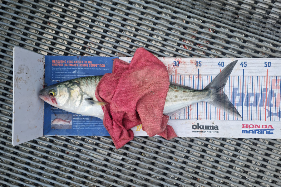 Jayden Emtage caught this 40.5cm Kahawai at Kaipara harbour during The Hirepool Baitmates Fishing Comp