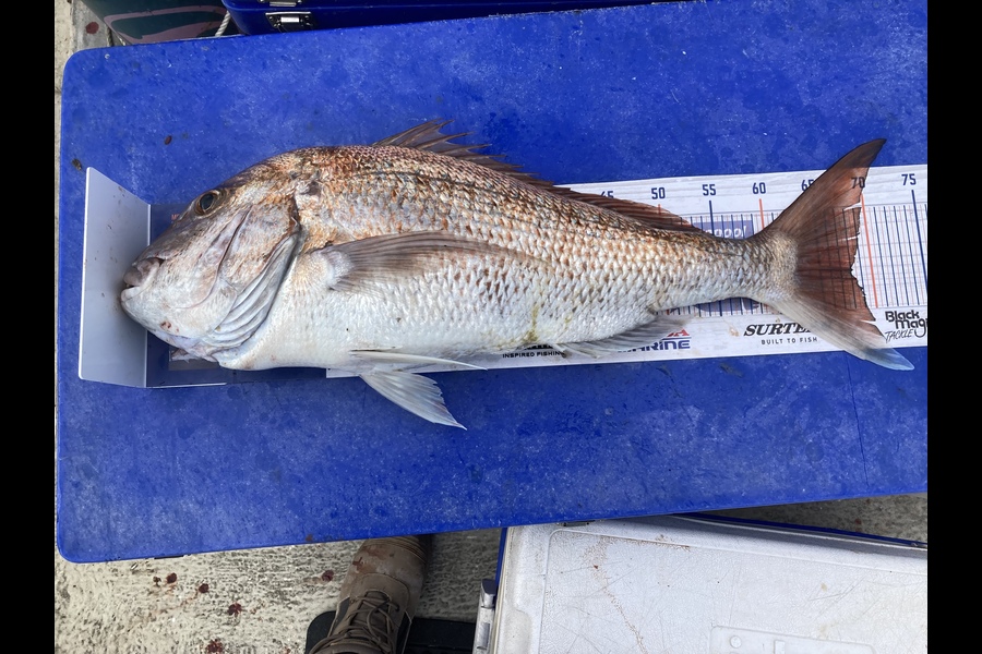 Frank Matangi caught this 68.0cm Snapper at 3 mile reef Ruakākā  during The Hirepool Baitmates Fishing Comp