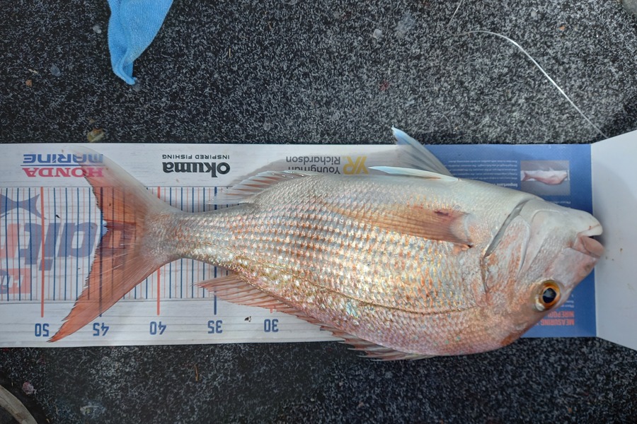 Sandra Dicker caught this 44.5cm Snapper at Kawakawa bay-orerepoint  during The Hirepool Baitmates Fishing Comp