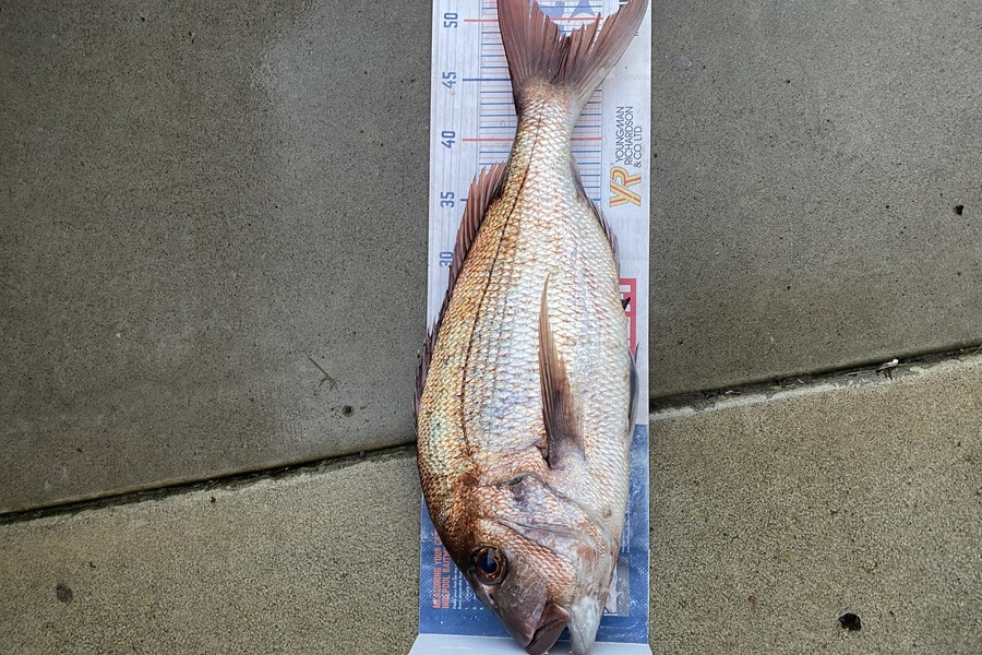 Mark Ray caught this 48.0cm Snapper at BOP during The Hirepool Baitmates Fishing Comp