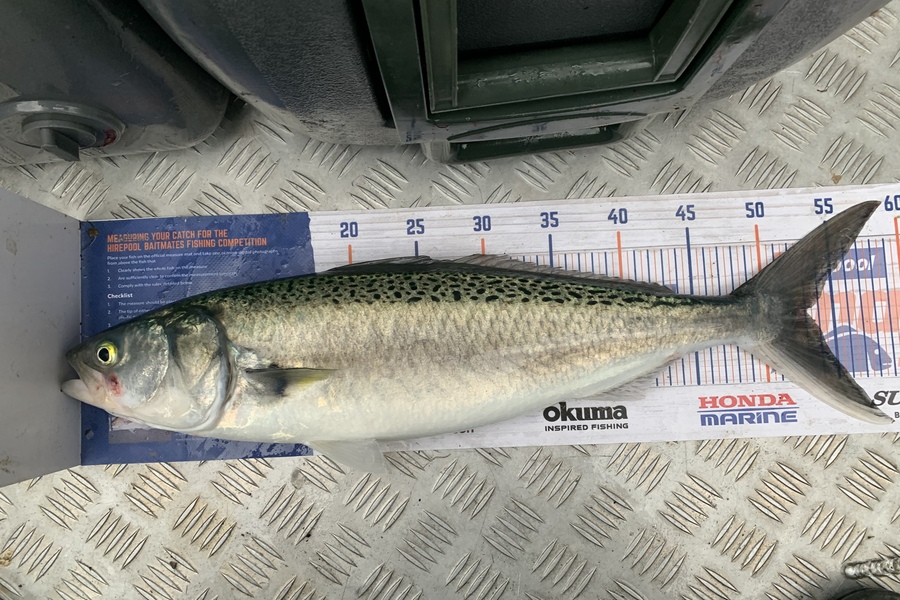 Gavin White caught this 53.0cm Kahawai at Wellington  during The Hirepool Baitmates Fishing Comp