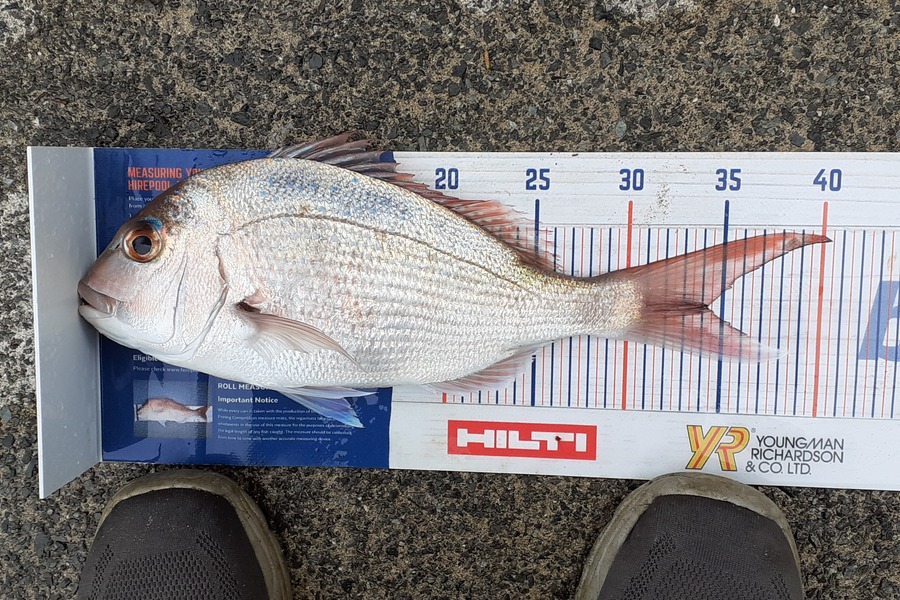 Tom Whitaker caught this 34.0cm Snapper at Bream Bay during The Hirepool Baitmates Fishing Comp
