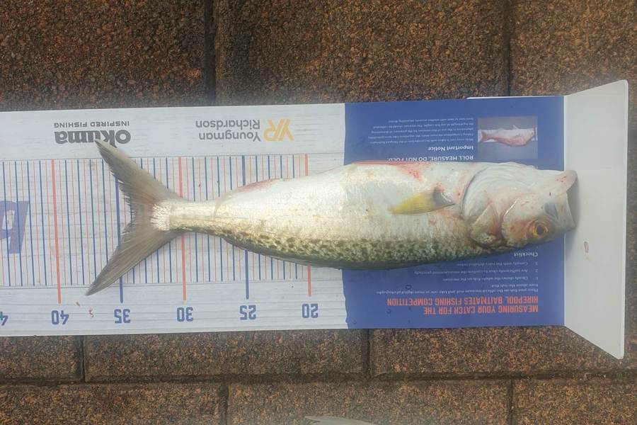 Tahi Woolley caught this 34.0cm Kahawai at Kawhia Whalf during The Hirepool Baitmates Fishing Comp