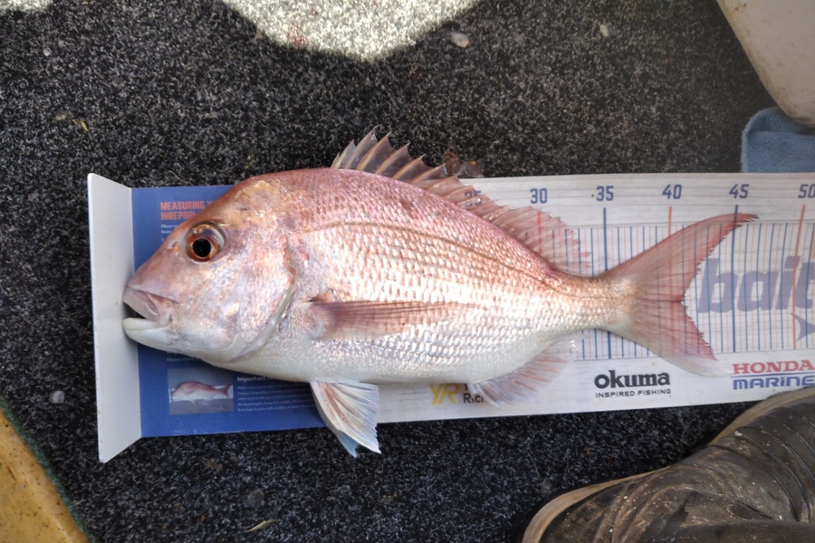 Alex Devine caught this 40.5cm Snapper at kawakawa bay  during The Hirepool Baitmates Fishing Comp