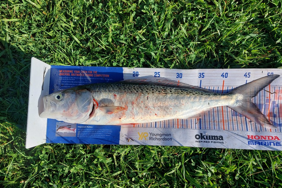 Trevor Hopson caught this 46.0cm Kahawai at Kennedy-bay  during The Hirepool Baitmates Fishing Comp