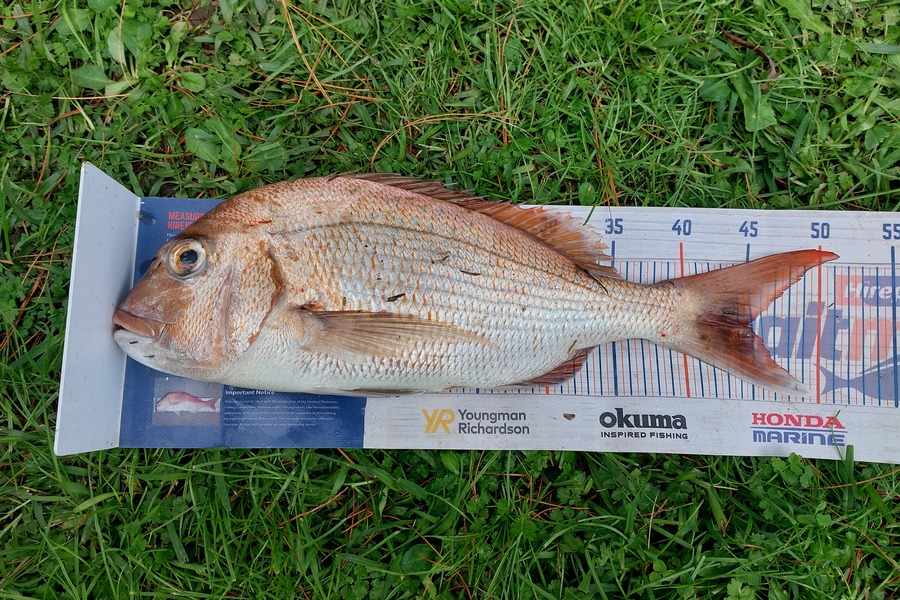 Trevor Hopson caught this 44.5cm Snapper at Kennedy-bay  during The Hirepool Baitmates Fishing Comp
