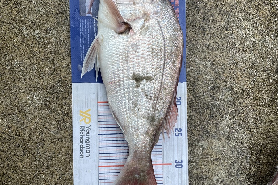 Cho Yun caught this 34.0cm Snapper at Ruakaka  during The Hirepool Baitmates Fishing Comp