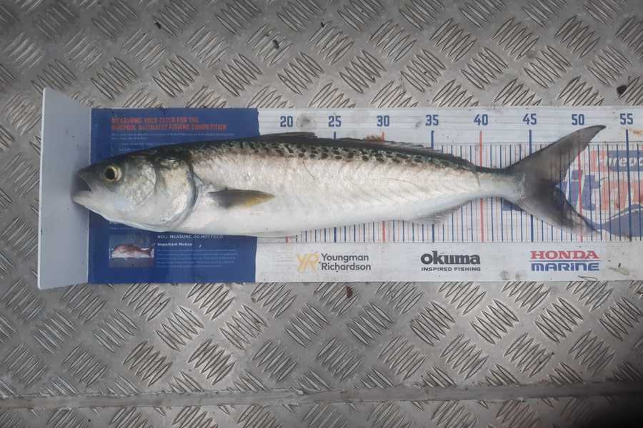 Angel Emtage caught this 47.0cm Kahawai at Kaipara Harbour during The Hirepool Baitmates Fishing Comp