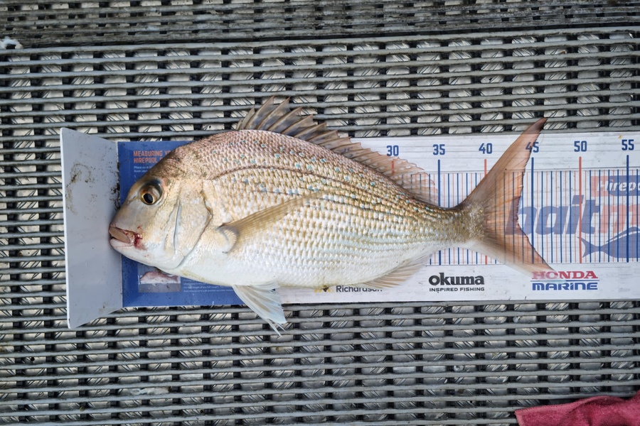 Angel Emtage caught this 43.5cm Snapper at Kaipara Harbour  during The Hirepool Baitmates Fishing Comp