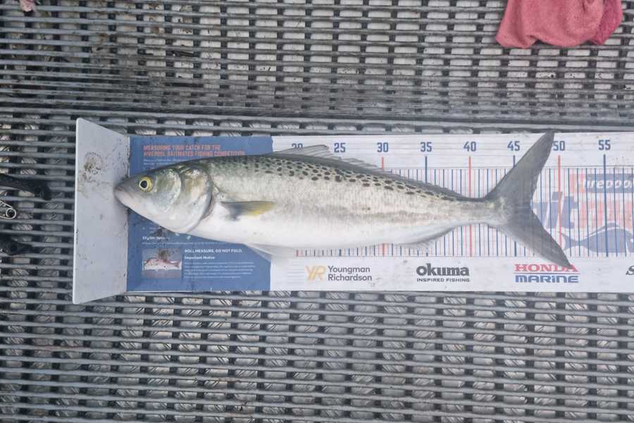 Angel Emtage caught this 46.5cm Kahawai at Kaipara Harbour  during The Hirepool Baitmates Fishing Comp