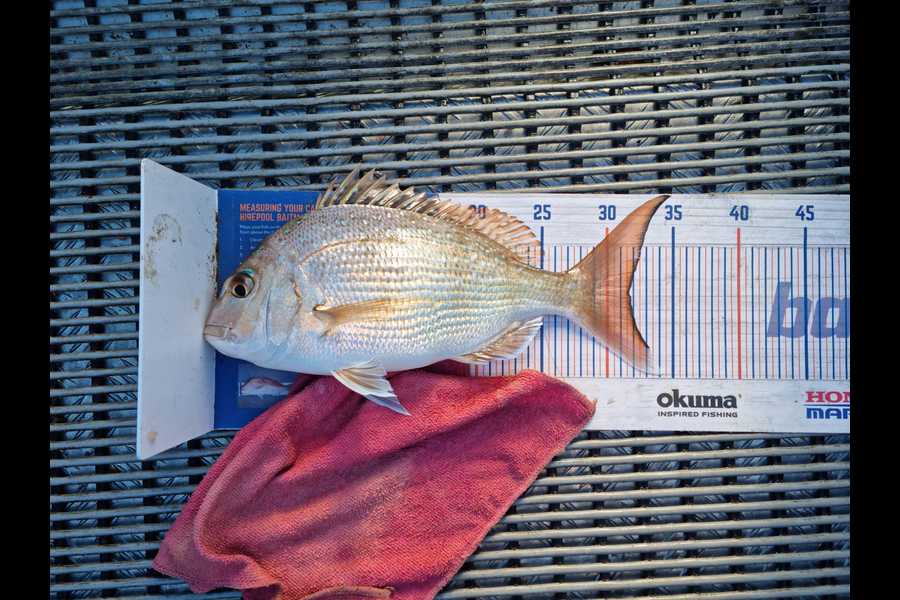 Clinton Emtage caught this 31.5cm Snapper at Kaipara harbour during The Hirepool Baitmates Fishing Comp