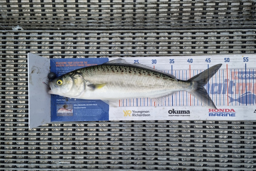 Hayden Parker caught this 43.5cm Kahawai at Kaipara Harbour  during The Hirepool Baitmates Fishing Comp