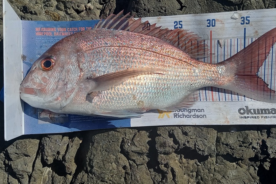 Jason Akuhata Brown caught this 36.5cm Snapper at East coast  during The Hirepool Baitmates Fishing Comp