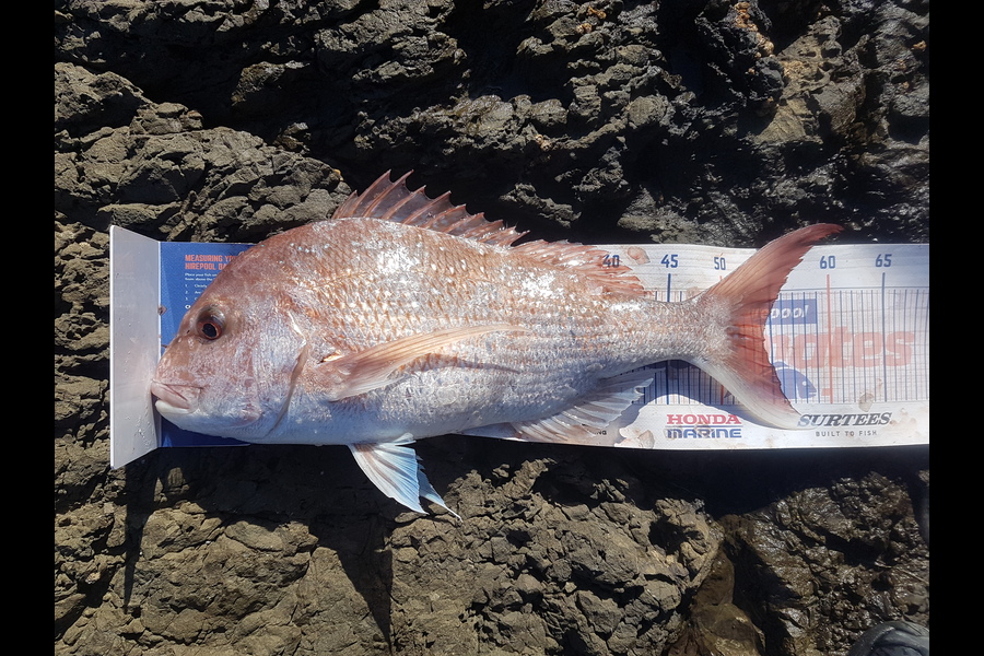 Paul White caught this 54.0cm Snapper at East coast nz during The Hirepool Baitmates Fishing Comp