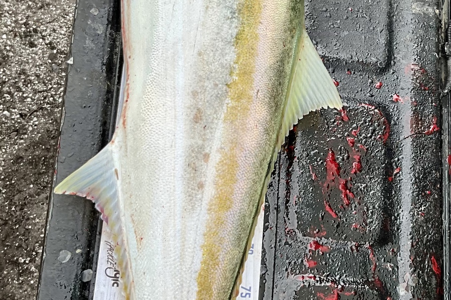 Stephen Heka caught this 99.0cm Kingfish at Far North east coast  during The Hirepool Baitmates Fishing Comp