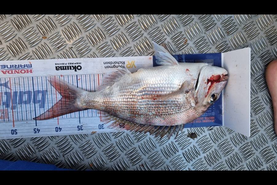 Jake Hickmott caught this 38.5cm Snapper at Nelson during The Hirepool Baitmates Fishing Comp