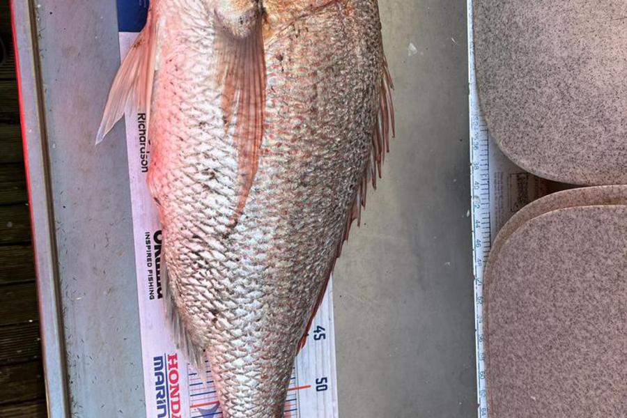 Jordan Boyd caught this 62.0cm Snapper at Kapiti  during The Hirepool Baitmates Fishing Comp