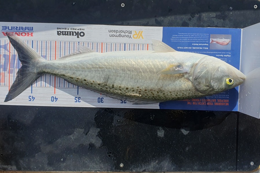 Johan Kuhler caught this 47.0cm Kahawai at Tauranga during The Hirepool Baitmates Fishing Comp