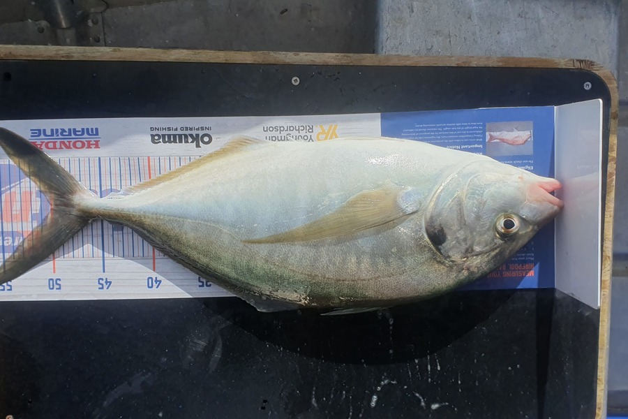 Johan Kuhler caught this 50.0cm Trevally at Tauranga during The Hirepool Baitmates Fishing Comp