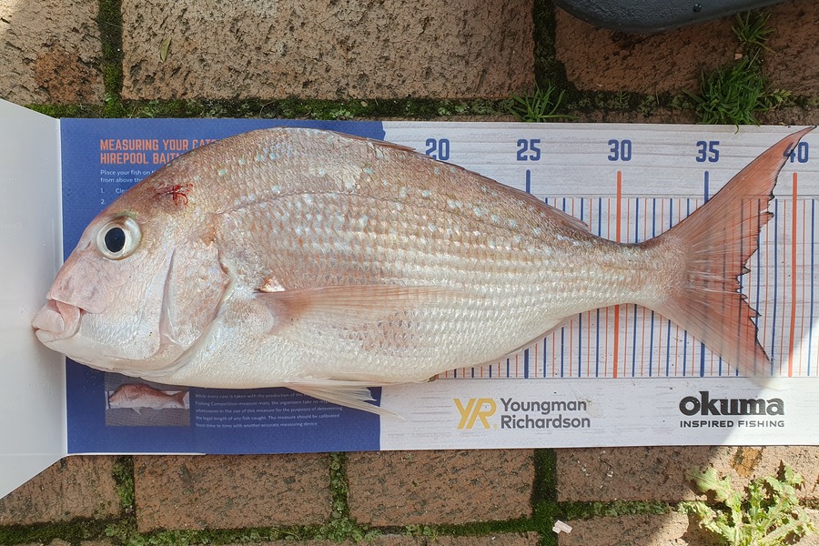 Blair Leigh caught this 36.5cm Snapper at Matata BOP during The Hirepool Baitmates Fishing Comp