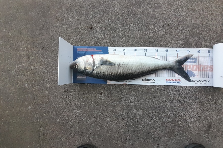 Andre Warena caught this 51.5cm Kahawai at Maketu  during The Hirepool Baitmates Fishing Comp