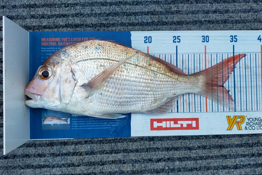 Wayne Farrow caught this 33.0cm Snapper at Whakatane during The Hirepool Baitmates Fishing Comp