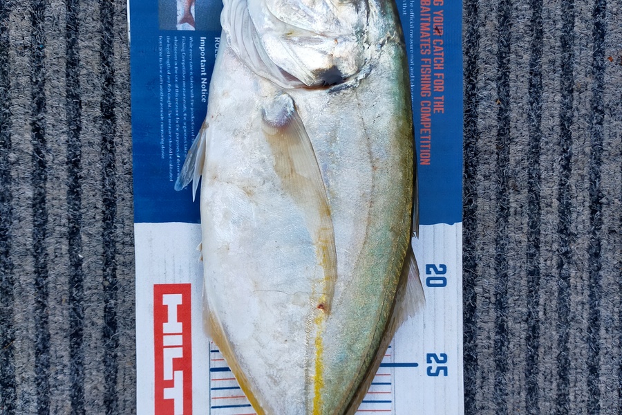 Wayne Farrow caught this 35.0cm Trevally at Whakatane during The Hirepool Baitmates Fishing Comp