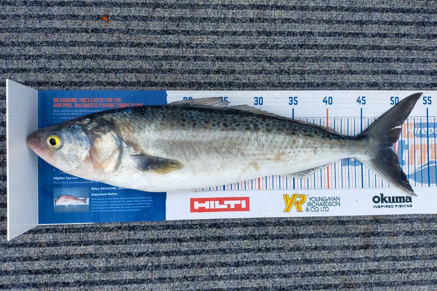Wayne Farrow caught this 49.5cm Kahawai at Whakatane during The Hirepool Baitmates Fishing Comp