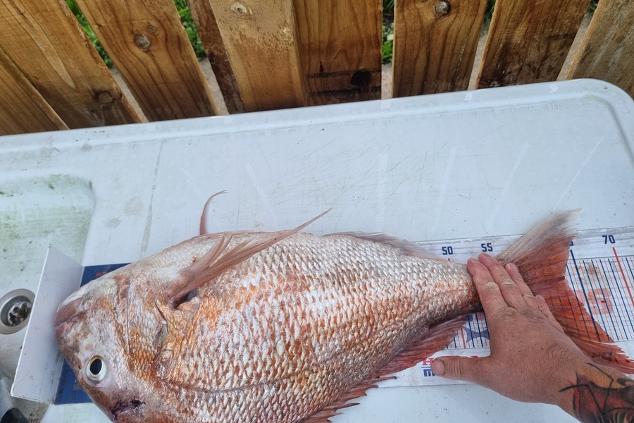 Daryl Edwards caught this 63.0cm Snapper at Wanganui during The Hirepool Baitmates Fishing Comp