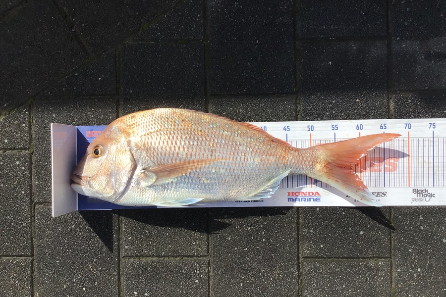 Mason Gestro caught this 58.0cm Snapper at Kapiti during The Hirepool Baitmates Fishing Comp