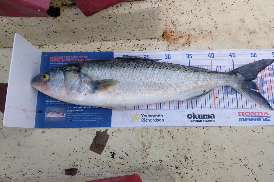 Rik Skedgwell caught this 48.5cm Kahawai at Kaiaua during The Hirepool Baitmates Fishing Comp