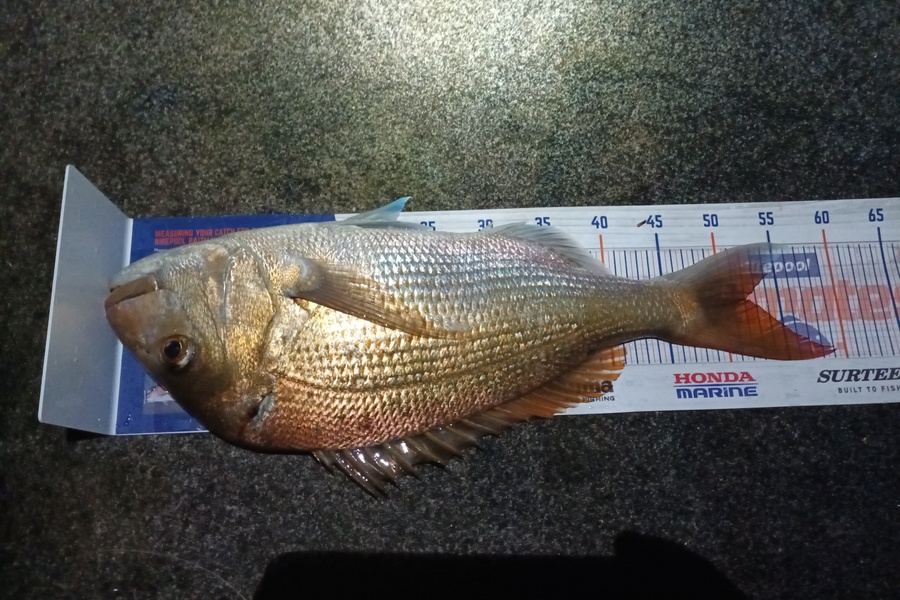 Tom Adams caught this 52.0cm Snapper at Awanui harbour during The Hirepool Baitmates Fishing Comp