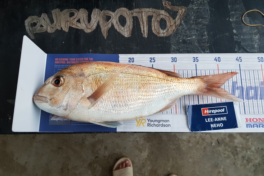 Lee-Anne  Neho  caught this 40.0cm Snapper at Whangarei  during The Hirepool Baitmates Fishing Comp