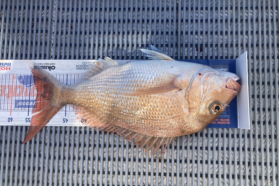 Ricky  WiRepa caught this 53.0cm Snapper at Cook strait during The Hirepool Baitmates Fishing Comp