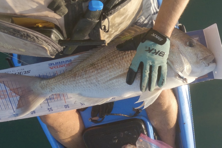 Andy Hitchcock caught this 62.0cm Snapper at Army Bay during The Hirepool Baitmates Fishing Comp