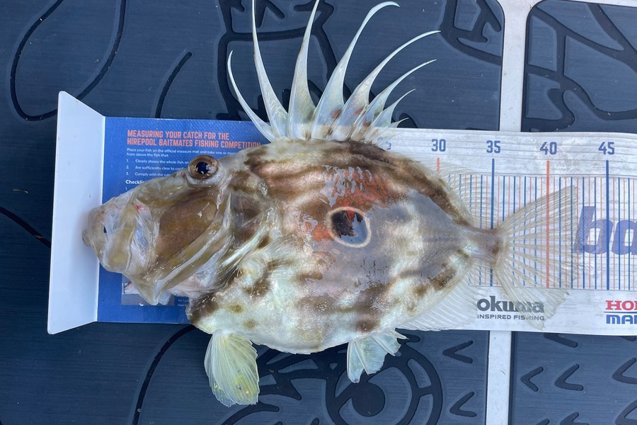 Carole Bettendroffer caught this 42.5cm John Dory at Mayor Island during The Hirepool Baitmates Fishing Comp