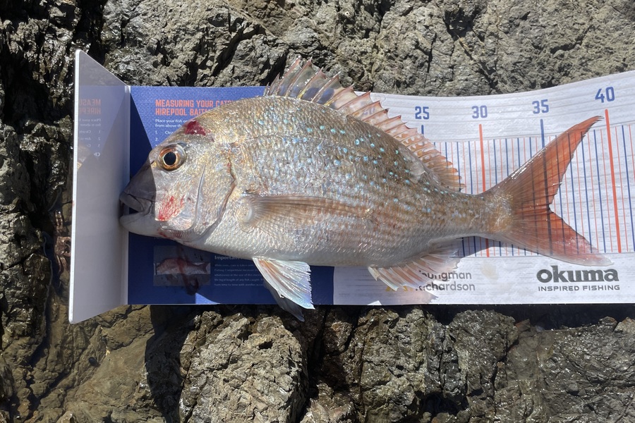 Bradley Kay caught this 35.0cm Snapper at Whangarei during The Hirepool Baitmates Fishing Comp