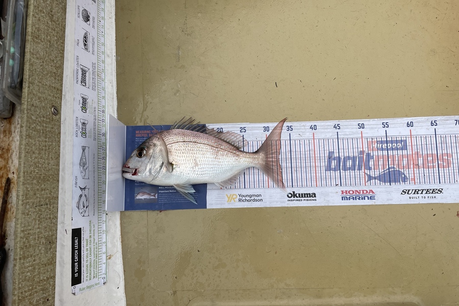 Lee Paetai caught this 32.5cm Snapper at Hauraki Gulf during The Hirepool Baitmates Fishing Comp