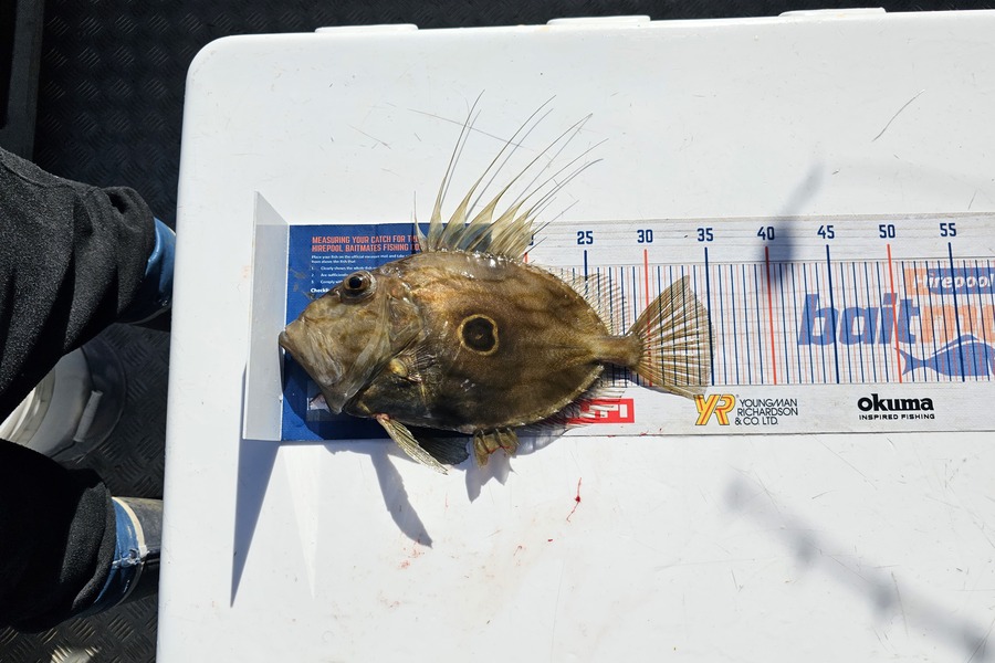 Sabin Arackal caught this 35.0cm John Dory at Hauraki Gulf during The Hirepool Baitmates Fishing Comp