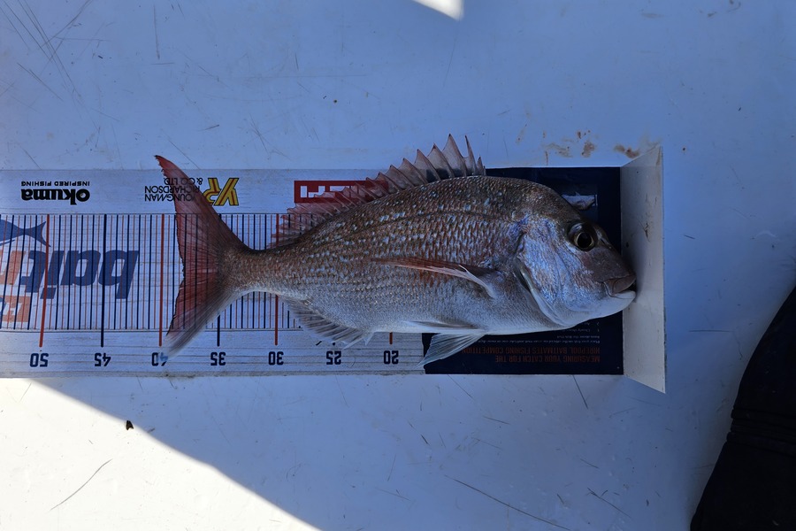 Sabin Arackal caught this 38.0cm Snapper at Hauraki Gulf during The Hirepool Baitmates Fishing Comp