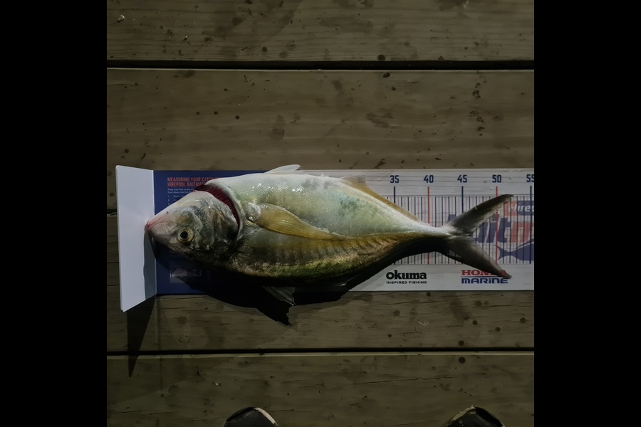Kodi Ruwhiu caught this 46.0cm Trevally at Whakatane  during The Hirepool Baitmates Fishing Comp