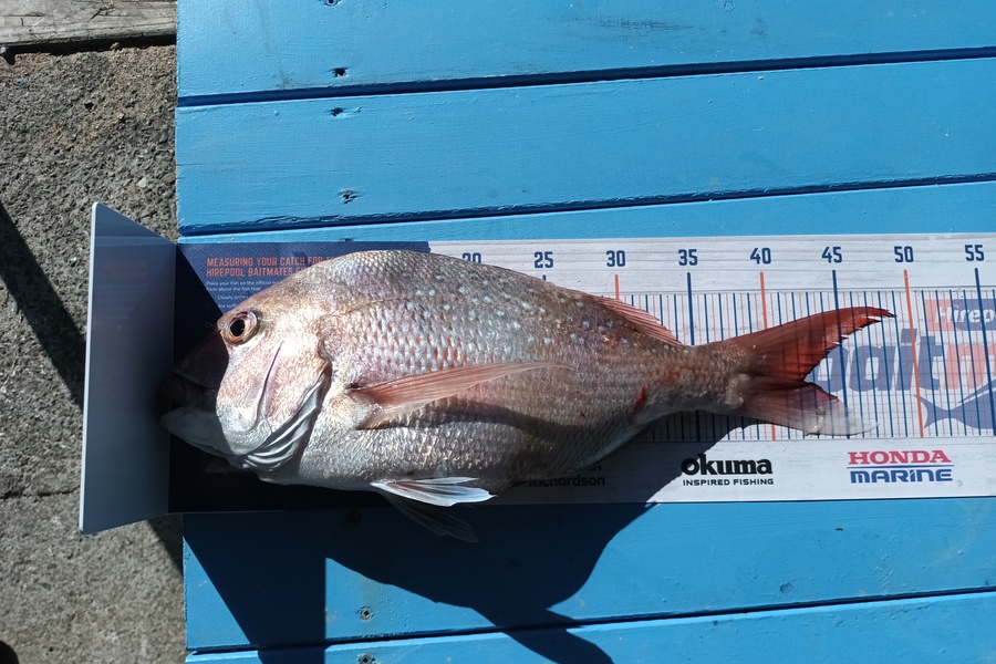 Jason Iorns caught this 42.0cm Snapper at Durville  during The Hirepool Baitmates Fishing Comp