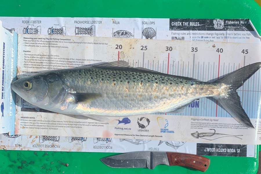John Ra caught this 43.5cm Kahawai at Houhora during The Hirepool Baitmates Fishing Comp
