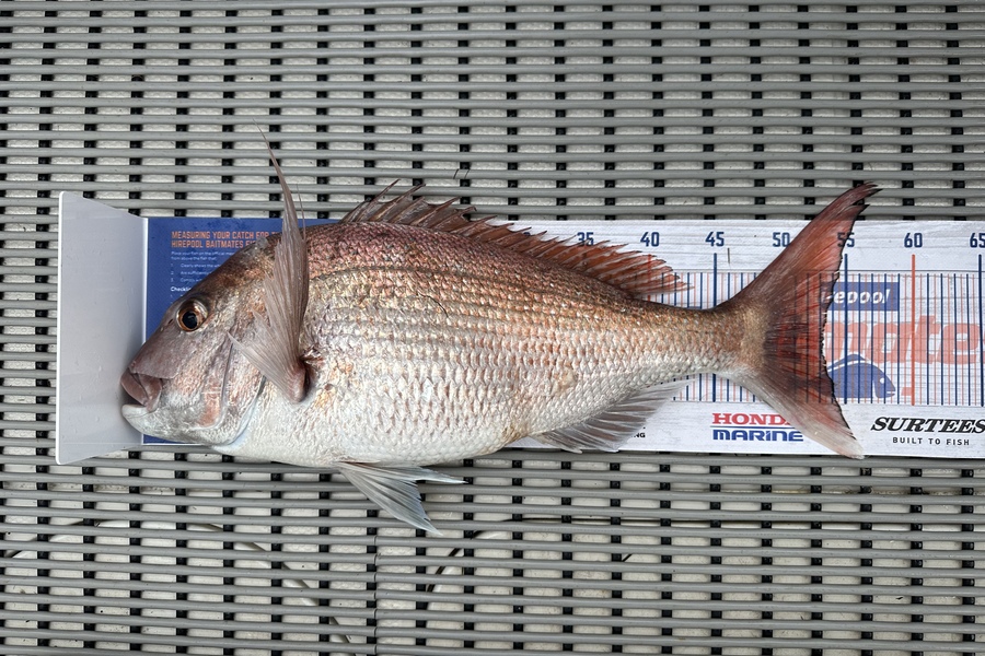 Martin Good caught this 53.0cm Snapper at Coromandel  during The Hirepool Baitmates Fishing Comp