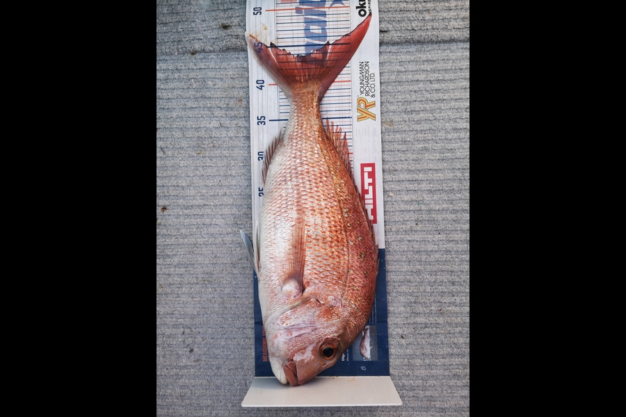 Cassandra Raj caught this 43.5cm Snapper at Coromandel  during The Hirepool Baitmates Fishing Comp
