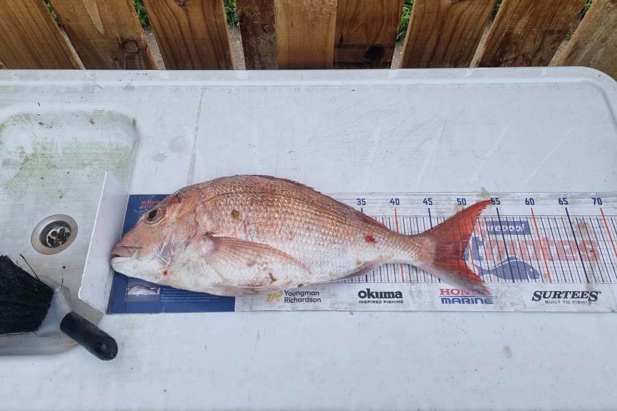 Daryl Edwards caught this 48.5cm Snapper at Wanganui during The Hirepool Baitmates Fishing Comp