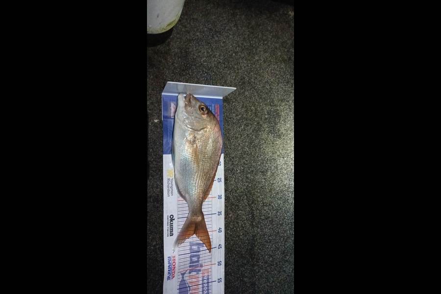 Lisa Adams caught this 40.0cm Snapper at Awanui Harbour  during The Hirepool Baitmates Fishing Comp