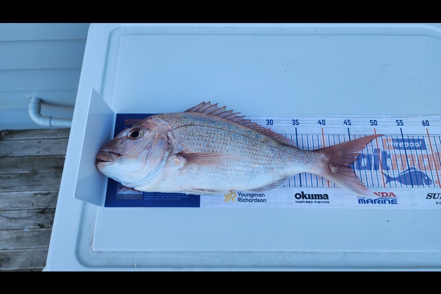 Paul Brighouse caught this 44.5cm Snapper at Waitemata during The Hirepool Baitmates Fishing Comp