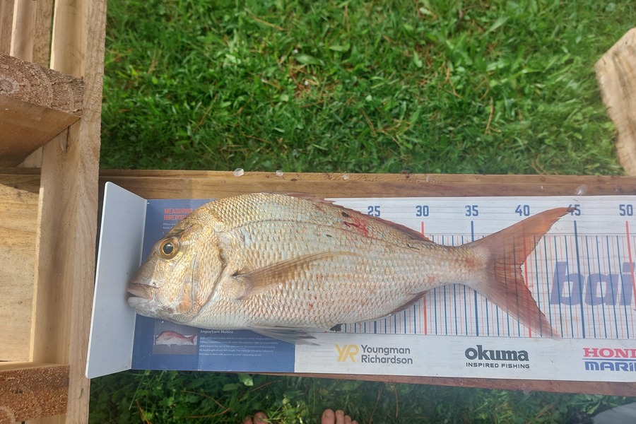 Trevor Hopson caught this 39.5cm Snapper at Kennedy-bay  during The Hirepool Baitmates Fishing Comp