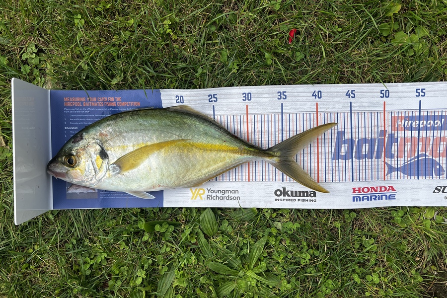 Dallas Abel caught this 36.0cm Trevally at Whangarei  during The Hirepool Baitmates Fishing Comp